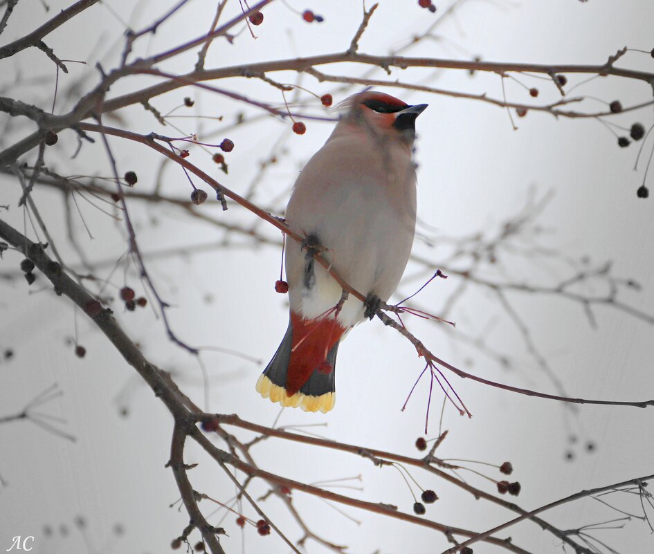 К фотосессии готова - Любовь Сахарова