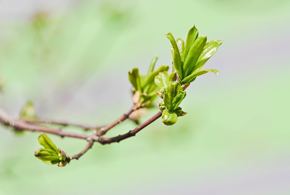 Первые листочки - Валерий Иванович