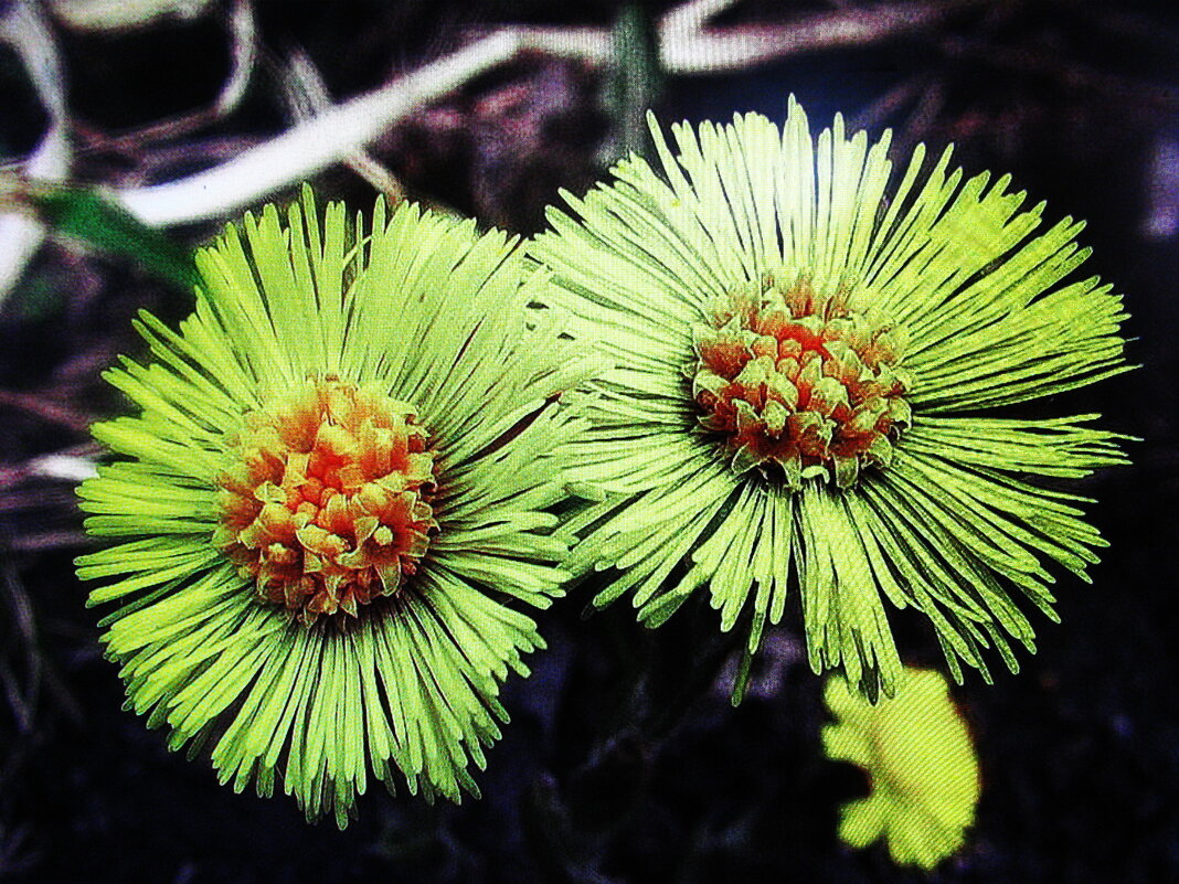 Мать-и-мачеха зацветает - Людмила Смородинская