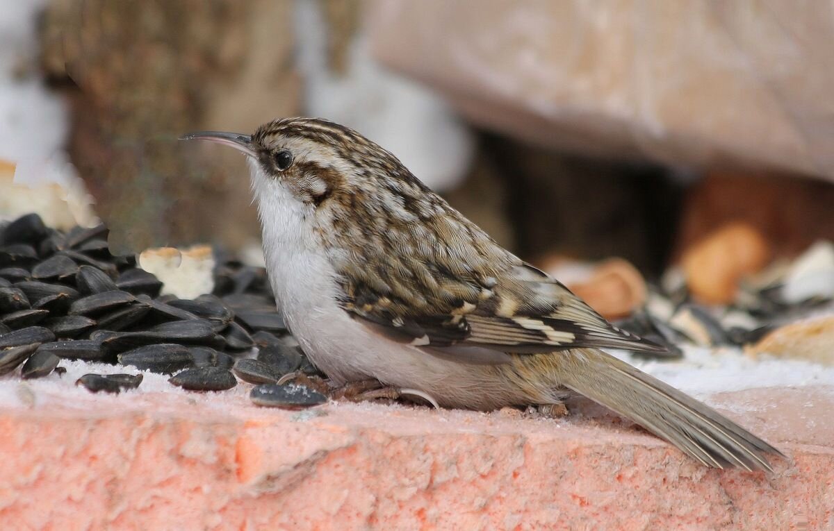 Пищуха - ZNatasha -