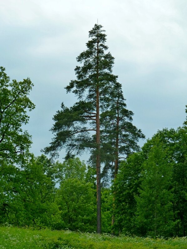 ПРИОРАТСКИЙ ДВОРЕЦ. окрестности. - Виктор Осипчук ПРИОРАТСКИЙ ДВОРЕЦ. окрестности. - Виктор Осипчук