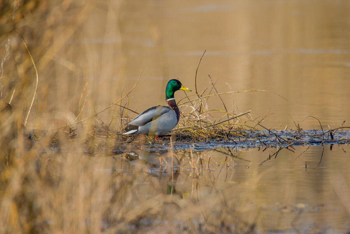 В одиночестве... - Sergey (Apg)