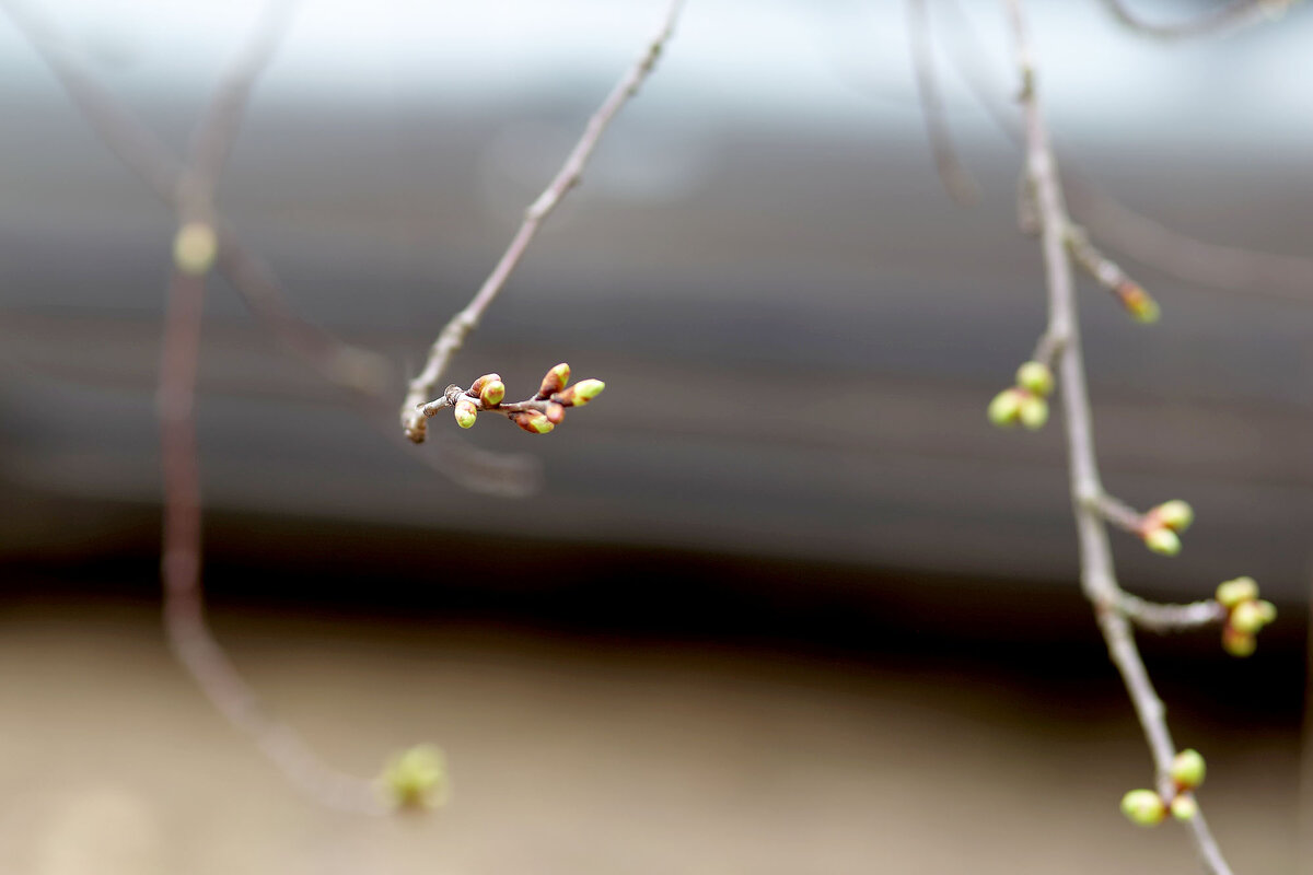 Весенний вид - Юрий Гайворонскiий Весенний вид - Юрий Гайворонскiий