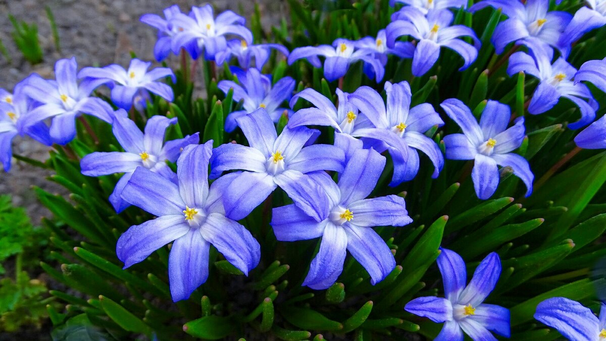 Цветы на городских клумбах (хионодоксы). - Милешкин Владимир Алексеевич Цветы на городских клумбах (хионодоксы). - Милешкин Владимир Алексеевич