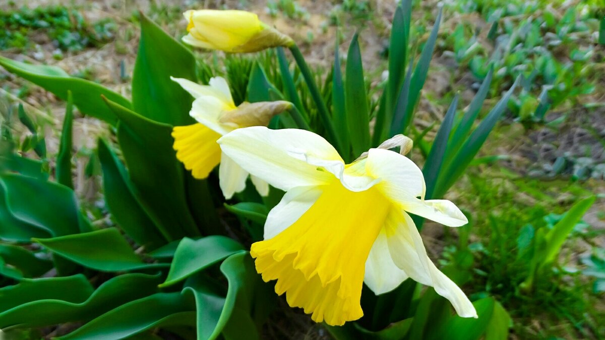 Цветы на городских клумбах (нарциссы). - Милешкин Владимир Алексеевич 