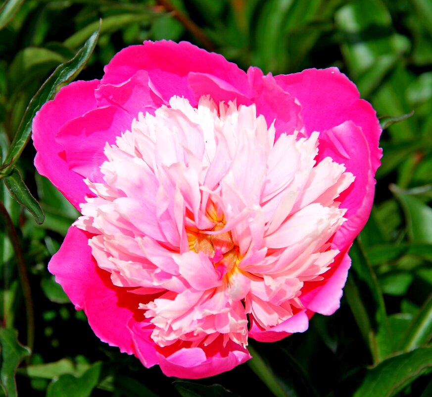 КРАСОТА ИЮНЬСКОГО ПИОНА - Валентина 