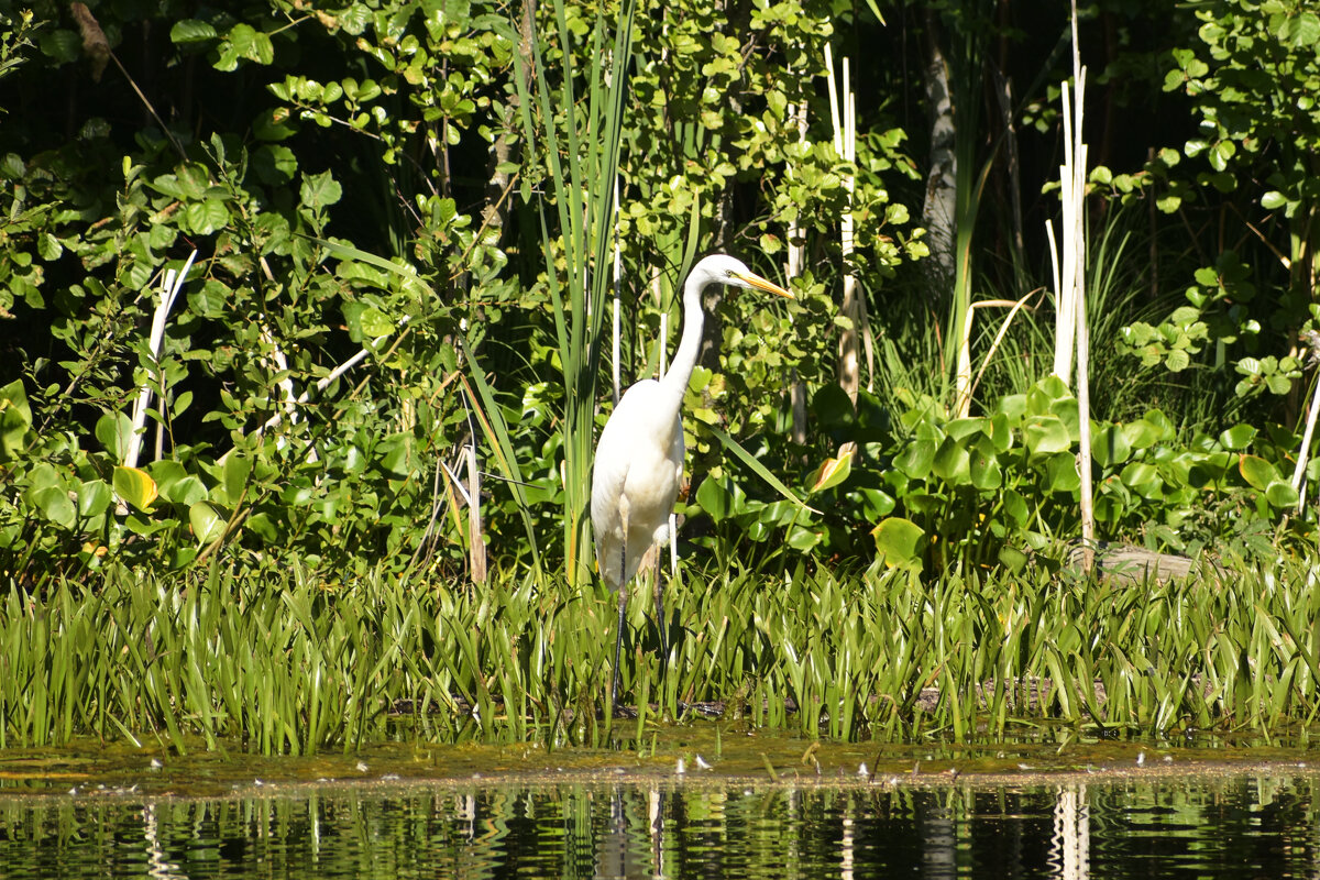 Цапля - Валерий Пославский