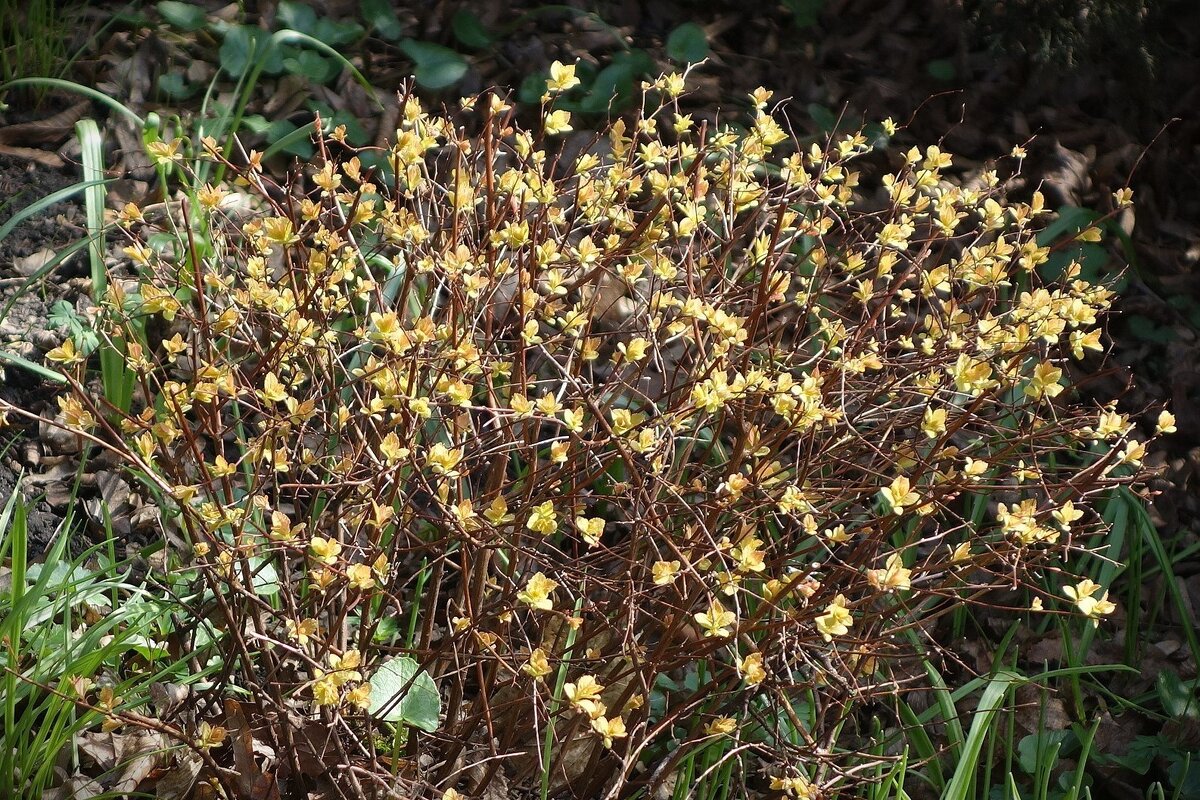 Март, ландшафтный парк, Калининград - Рита Симонова