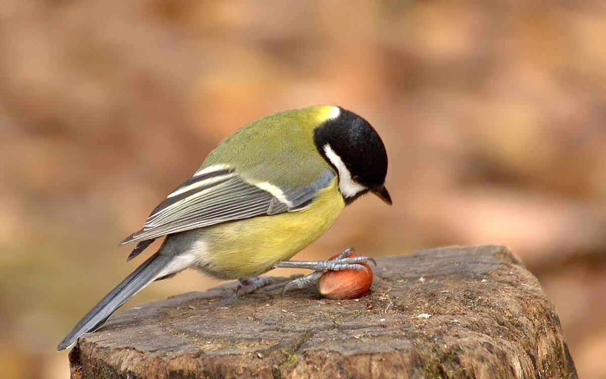Синица и орех-2 - Вячеслав Минаев