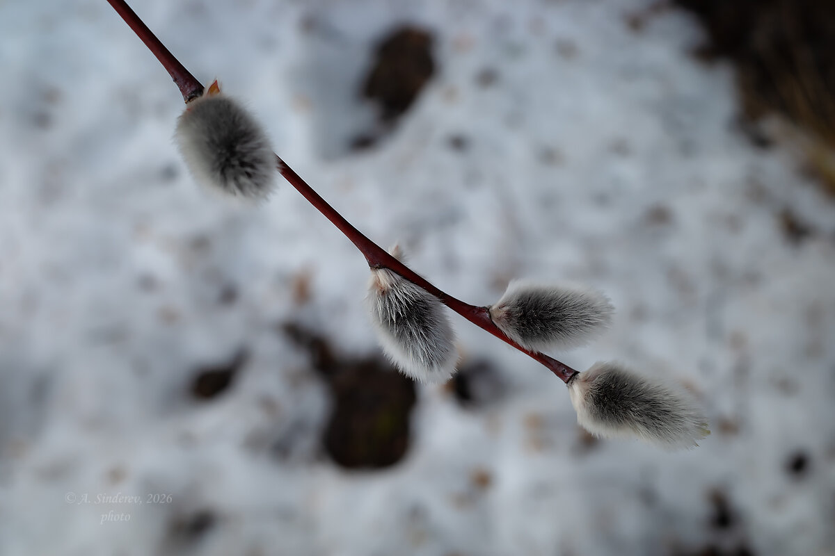Ветка вербы на фоне талого снега - Александр Синдерёв Ветка вербы на фоне талого снега - Александр Синдерёв