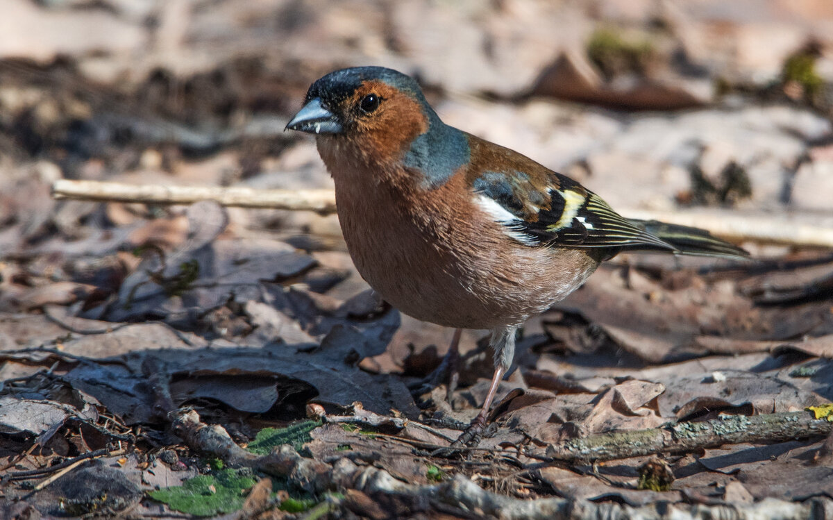 Весна. Прилетели зяблики. - Владимир Безбородов