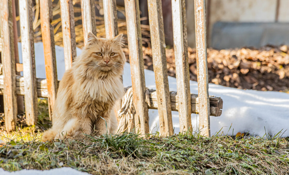 Рыженький котик - Екатерина Счасная