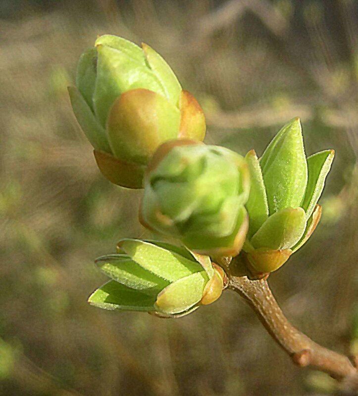 Весеннее - Елена Семигина