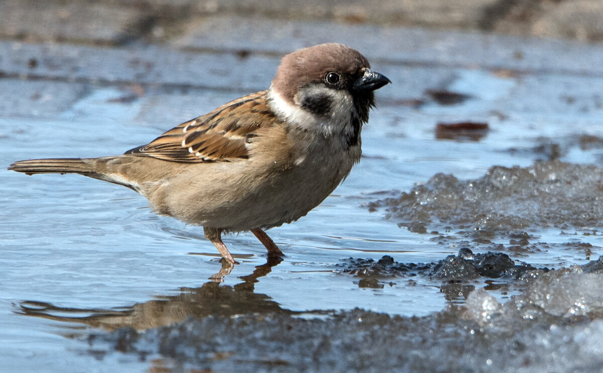 Из жизни воробьев. - Владимир Безбородов