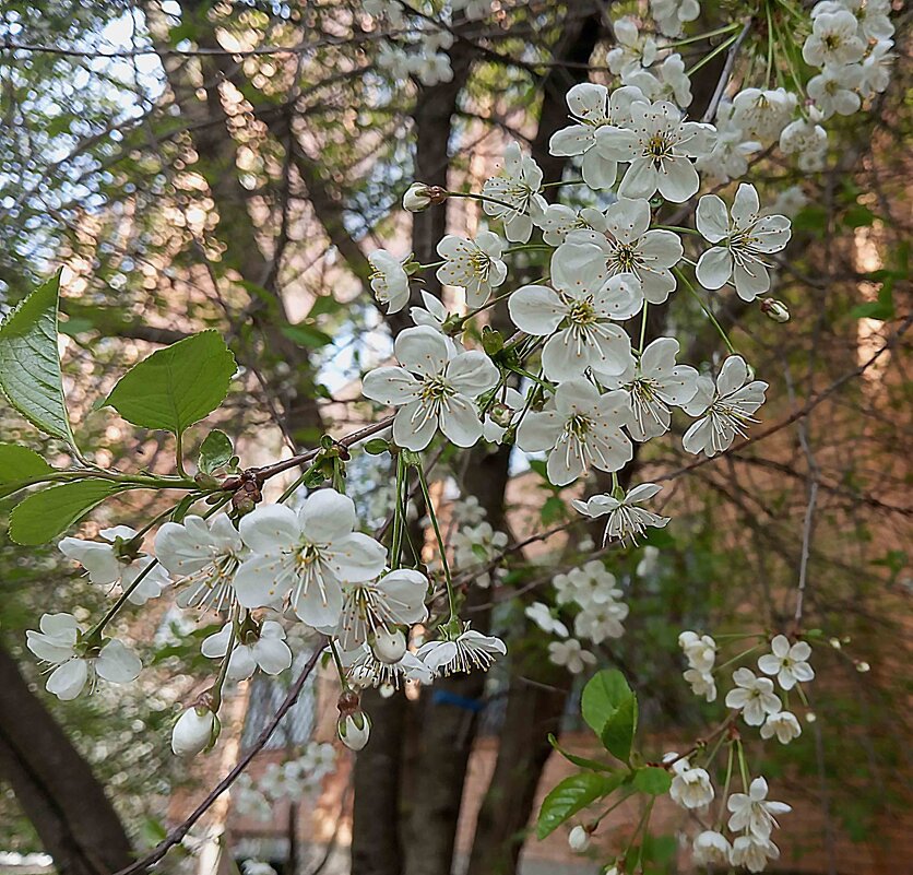 А впереди апрель и май - Елена Семигина А впереди апрель и май - Елена Семигина