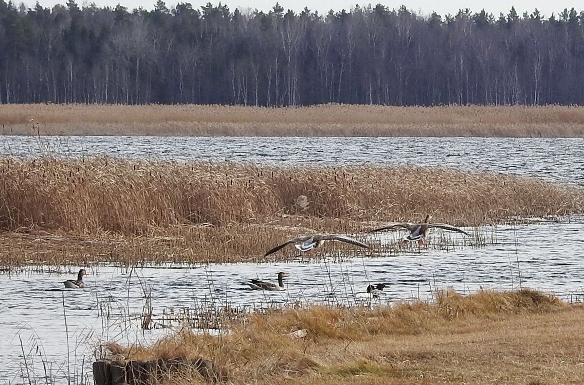 весна - ИННА ПОРОХОВА