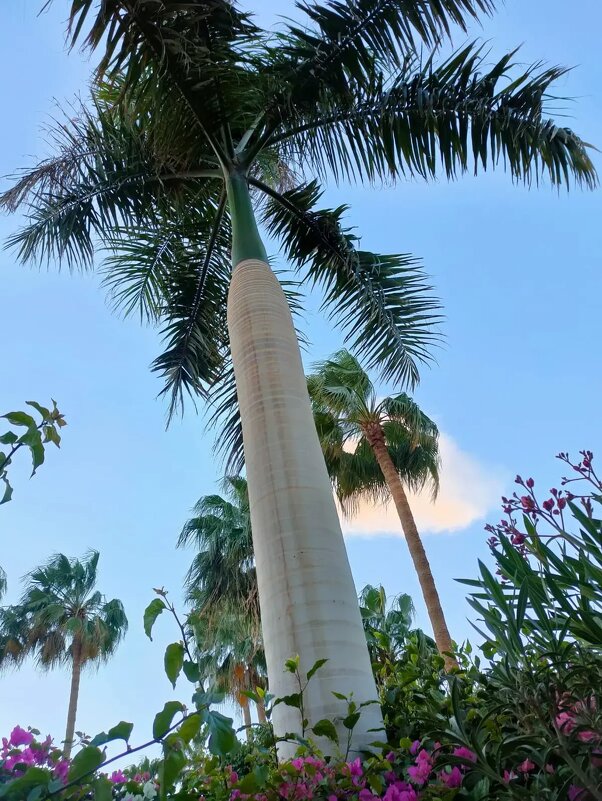 Египет. Шарм-эль-Шейх - Ирэн 