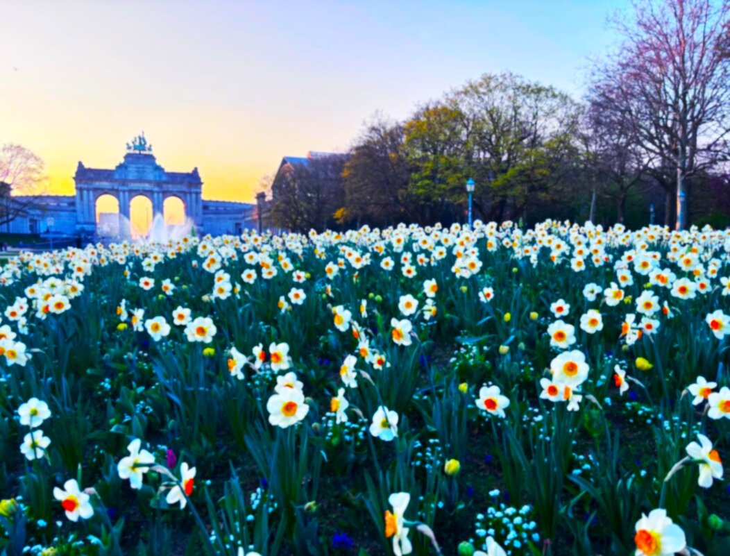 Цветение нарциссов в Парке Пятидесятилетия(Сэнкантёнэр) - Aida10 