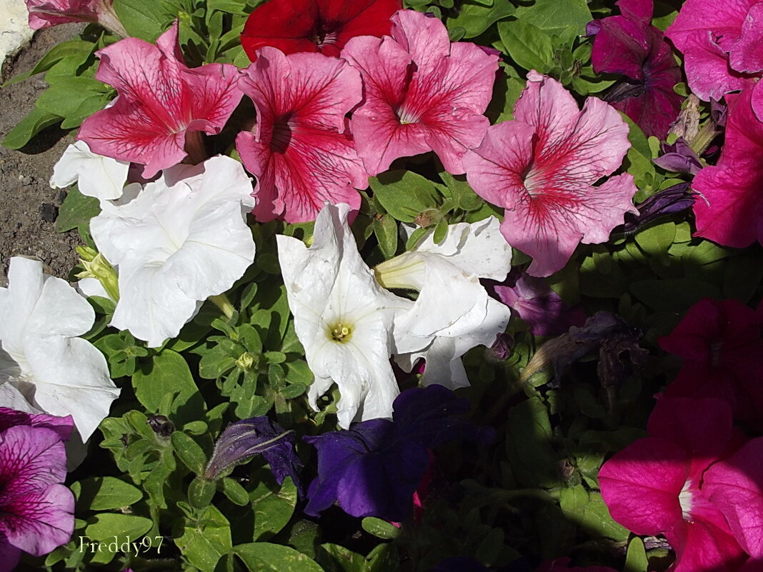 Петунии - Freddy 97