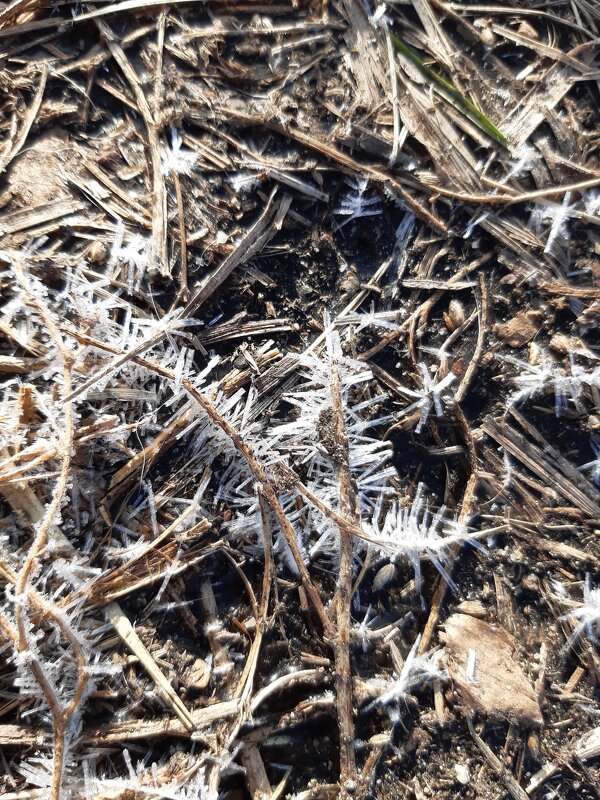 Дела весенние - Галина Минчук