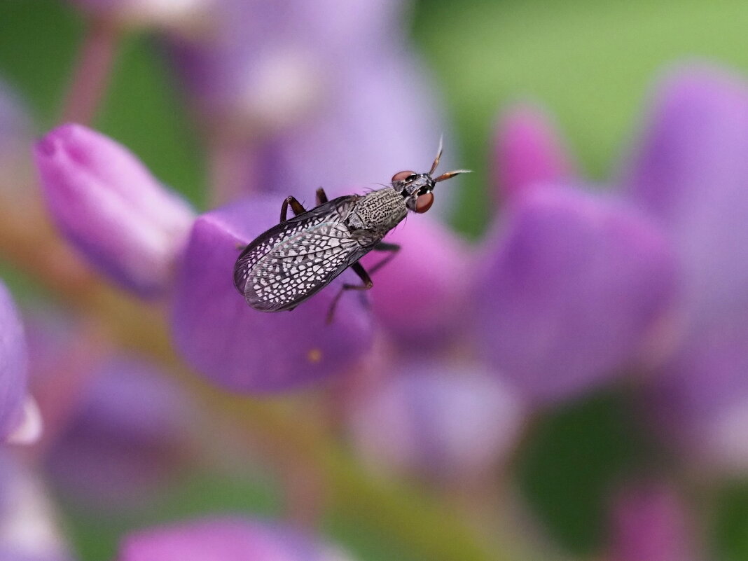 Тенница - Мария К.