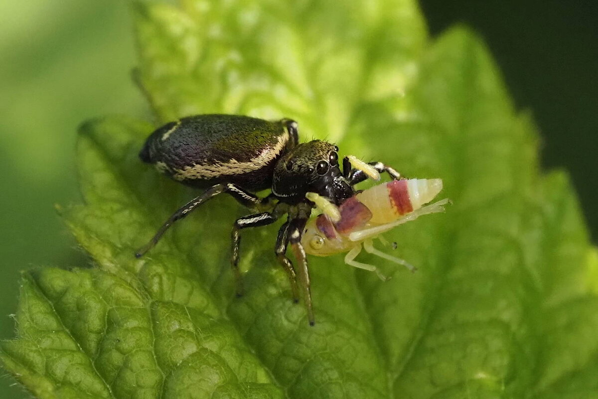 Паук с добычей - Мария К. Паук с добычей - Мария К.