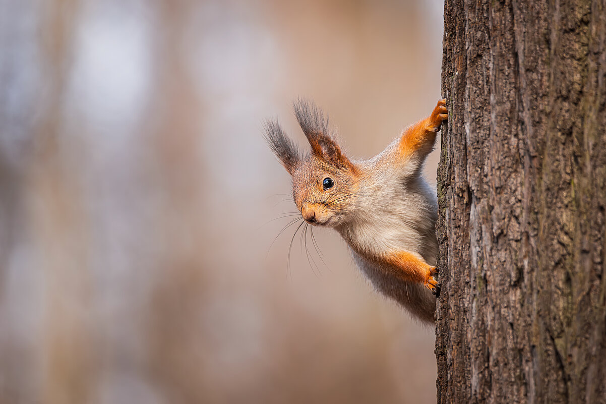 Орехов принёс? - Alex Bush Орехов принёс? - Alex Bush