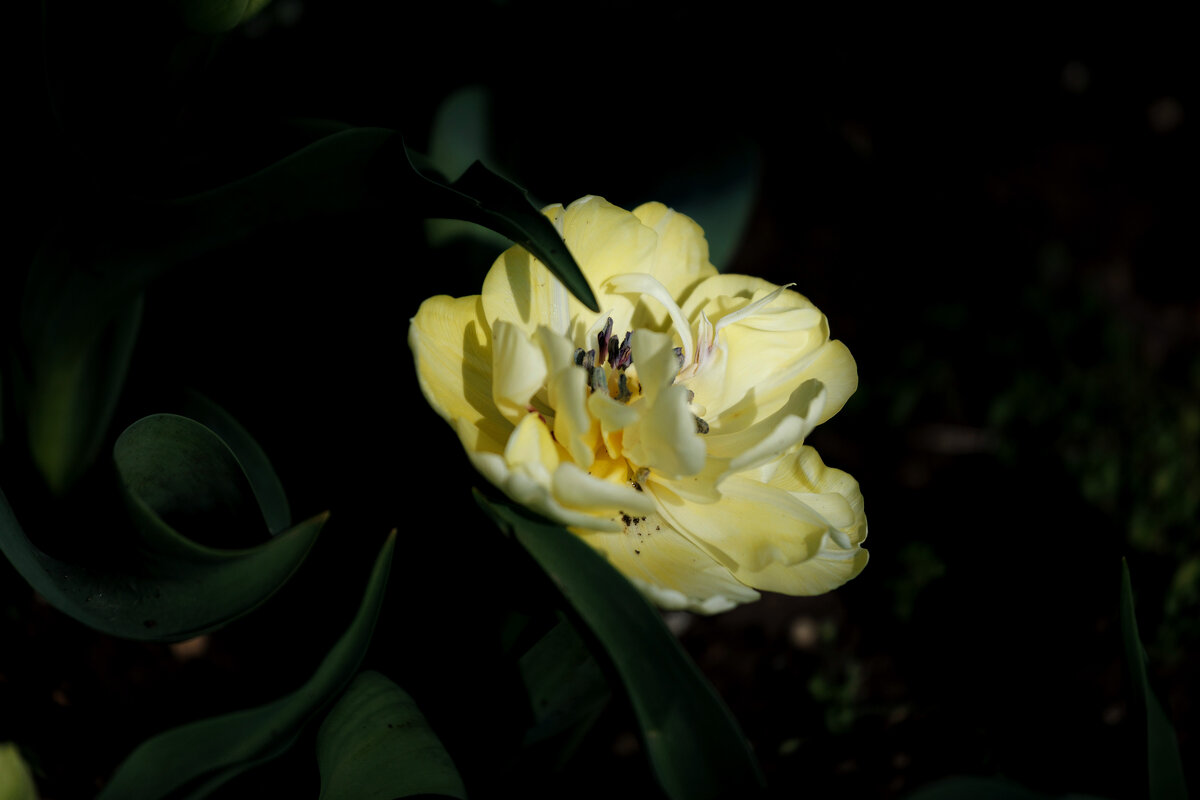 Время тюльпанов - Светлана Тихонина Время тюльпанов - Светлана Тихонина