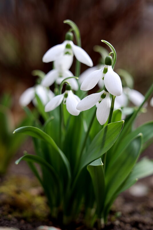 Белизна сияет. - Александр Кондаков