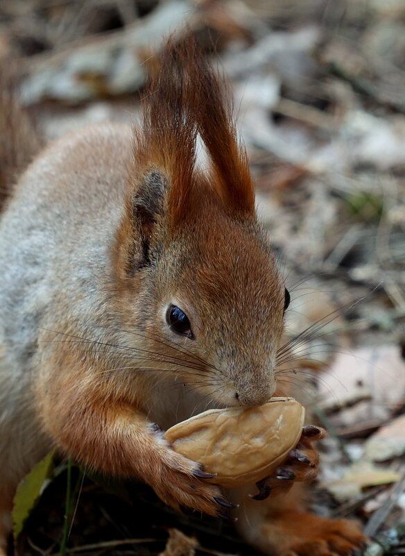 Покормил... - Александр Кондаков