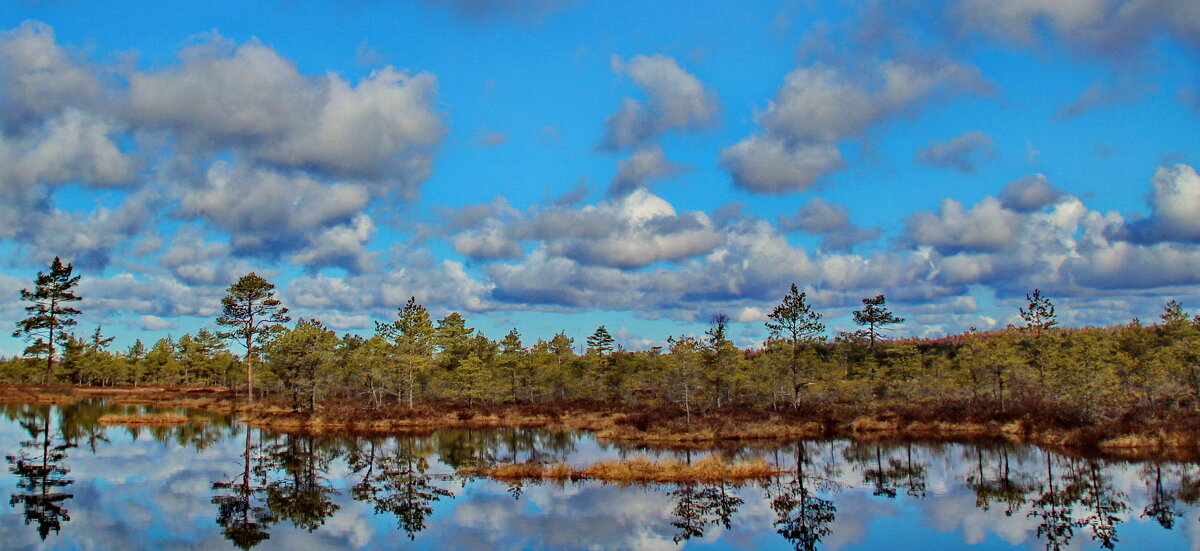 Облака над лесом .. - Татьян@ Ивановна