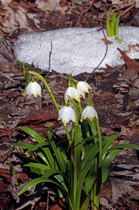 белоцветник - Михаил Бибичков