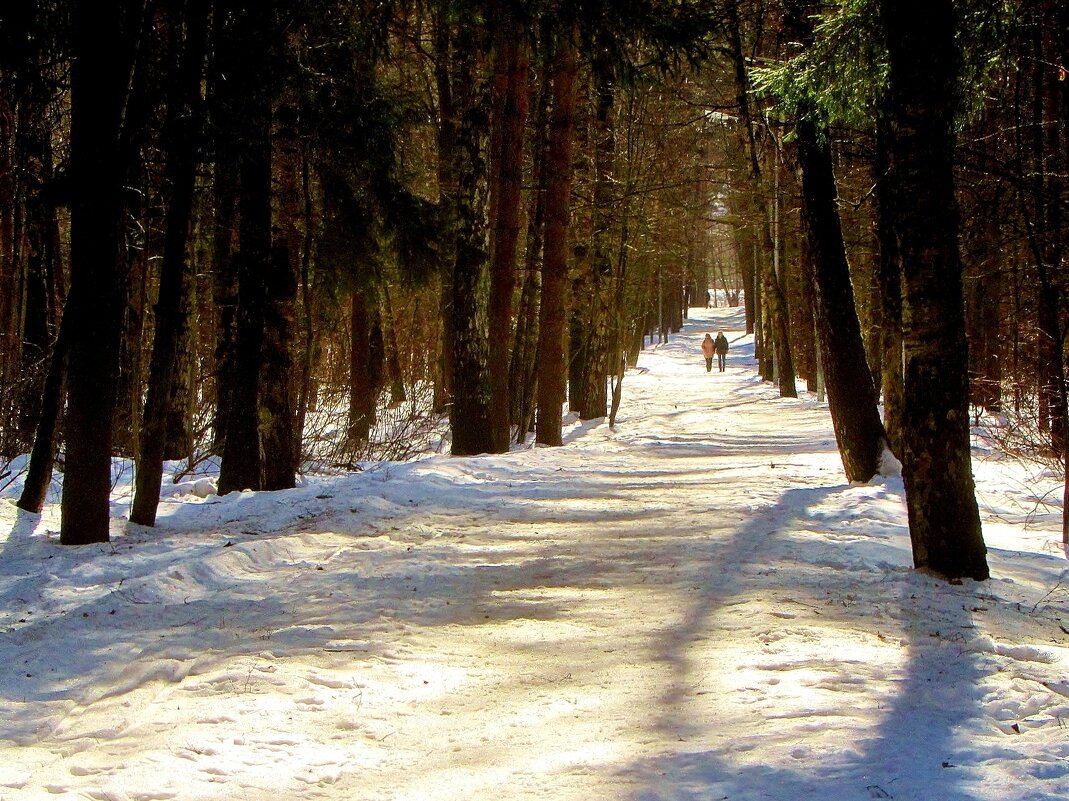 ..по "темной" еловой аллее в лесопарке... - galalog galalog