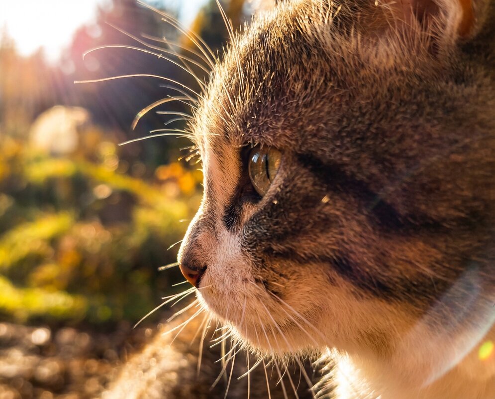 Котий профиль - Лилия 