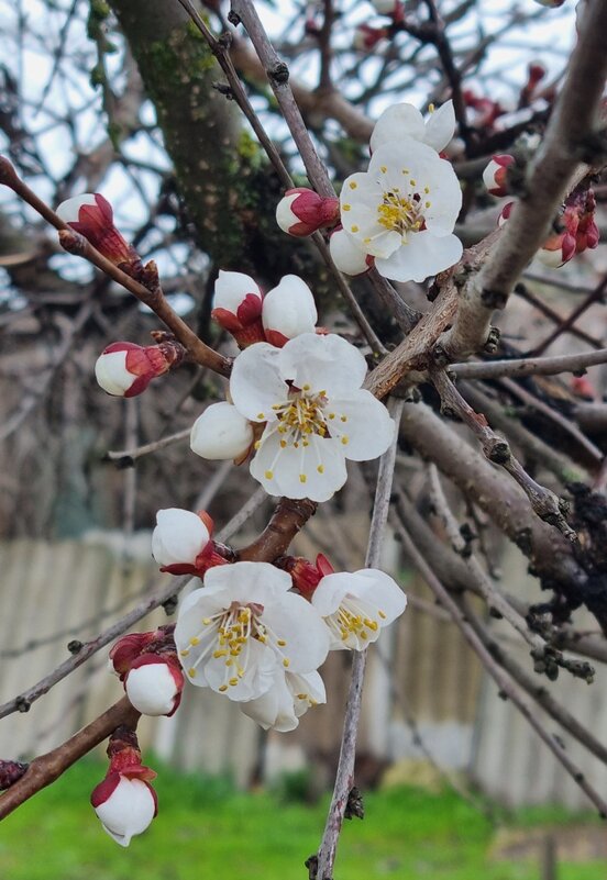 Зацвели абрикосы - Наталья 