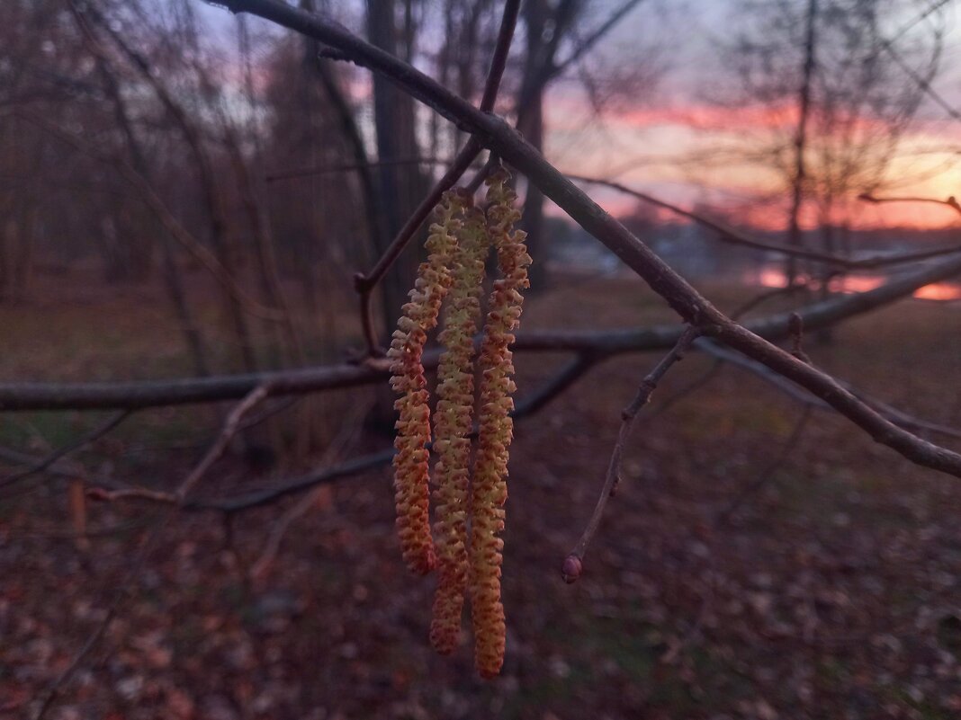 Орешник на закате - Сапсан 