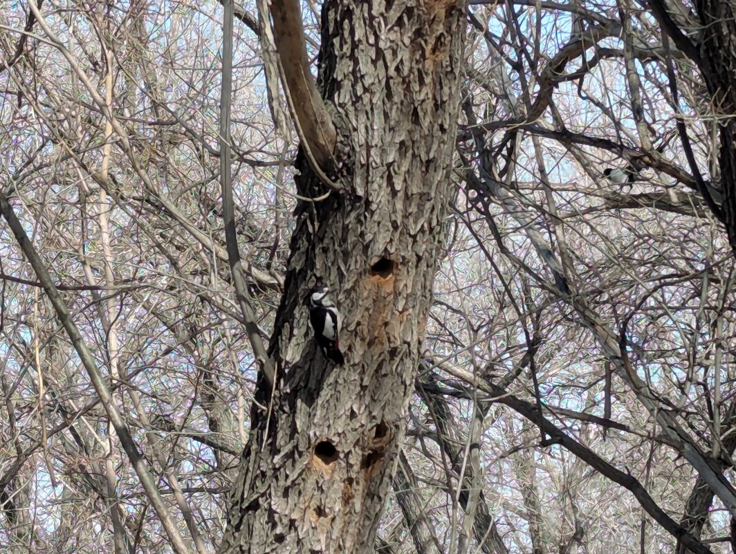 Дятел готовит жильё. - Андрей Хлопонин Дятел готовит жильё. - Андрей Хлопонин