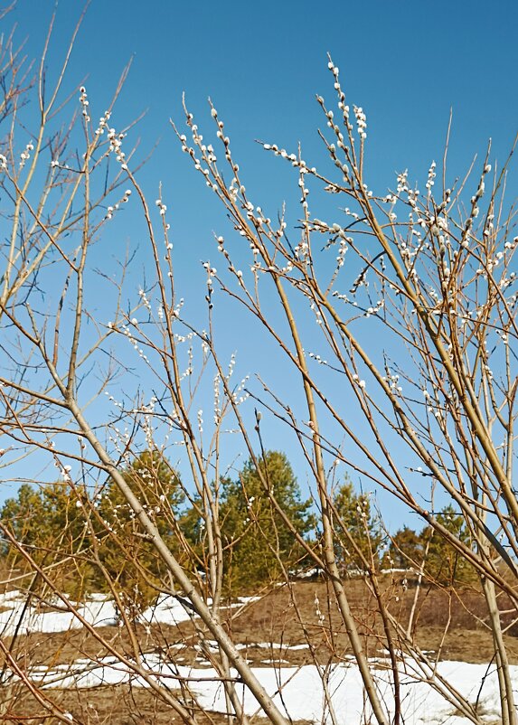 *** - Светлана Кузнецова