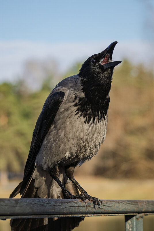 я ворона, я ворона ... - Michel 