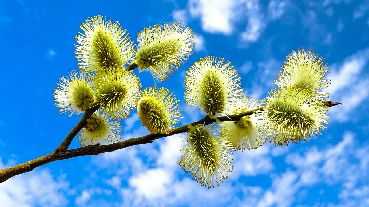 Картинка весны. - Милешкин Владимир Алексеевич Картинка весны. - Милешкин Владимир Алексеевич