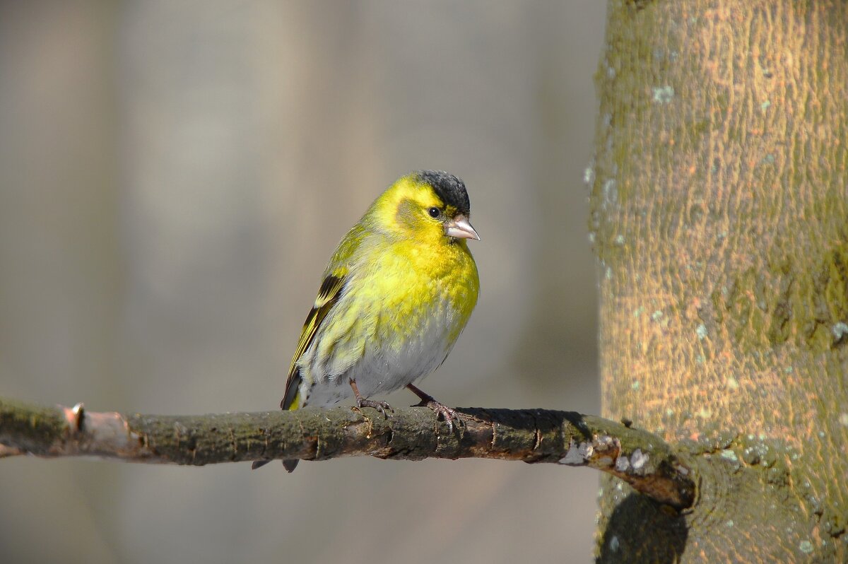 Чиж - Константин Анисимов Чиж - Константин Анисимов