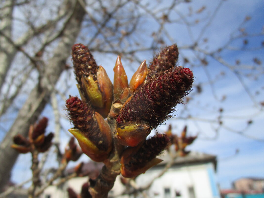 март - Елена Шаламова