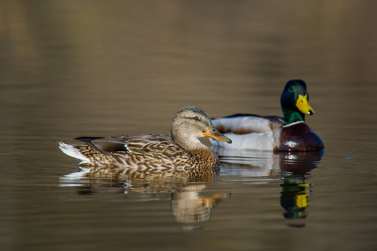 Влюблённые.... - Sergey (Apg)