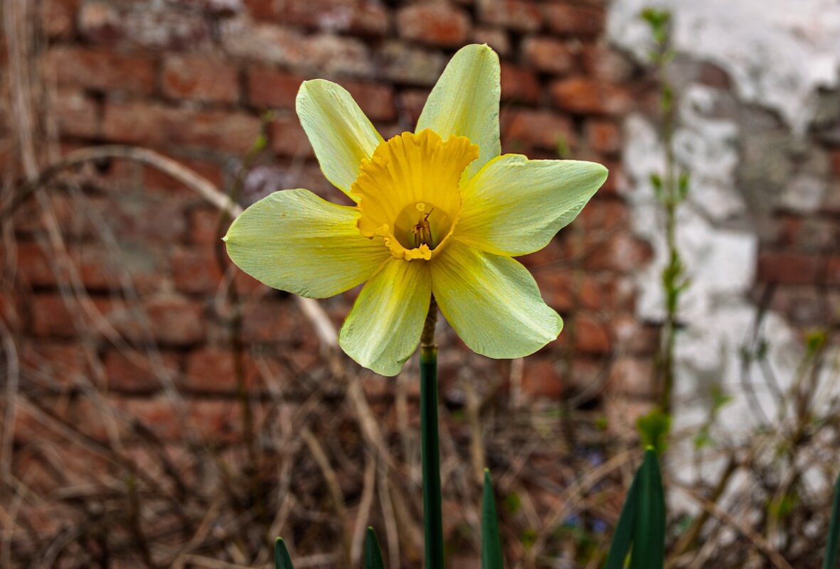 Нарцисс - Игорь Сикорский