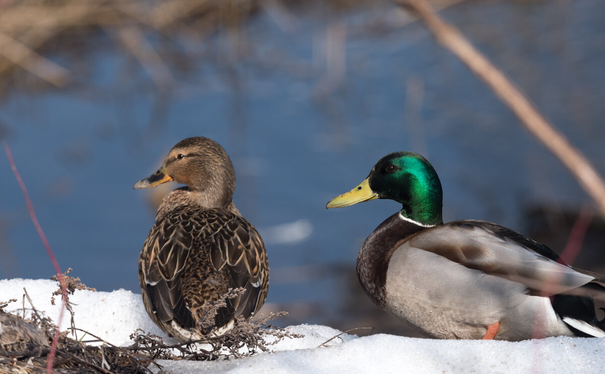 Жених и невеста. - Владимир Безбородов Жених и невеста. - Владимир Безбородов