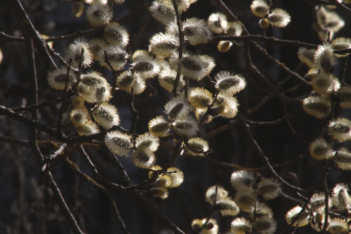 Прогулка по Яузе - олег свирский 