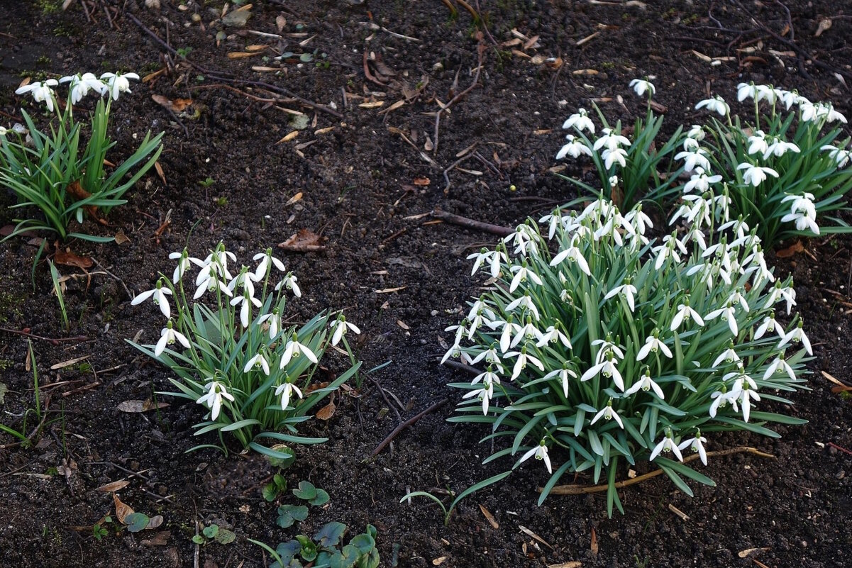 Подснежники - Рита Симонова