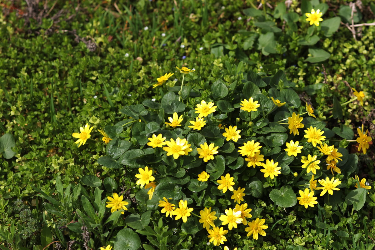 Жёлто-зелёное фото - Юрий Гайворонскiий