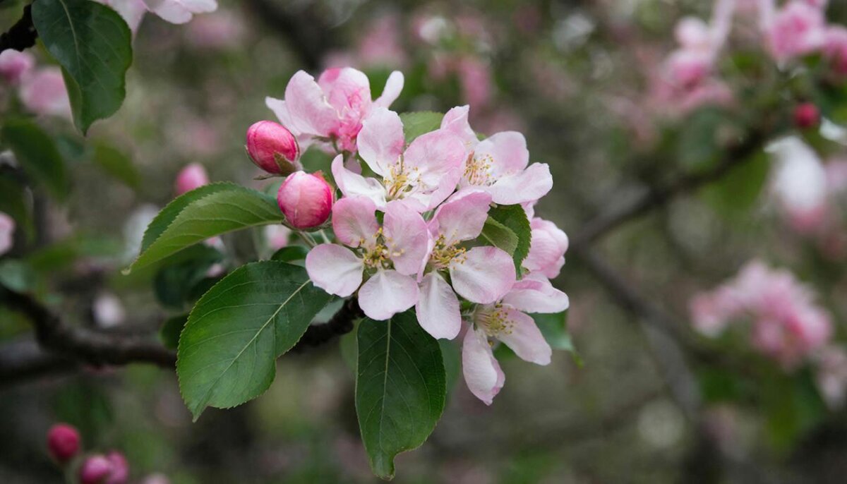цветы - МАРИЯ ПОПОВА