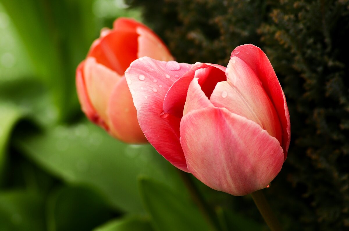 Доброе утро - Юрий. Шмаков Доброе утро - Юрий. Шмаков